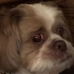 Meet your Posher, Dominic